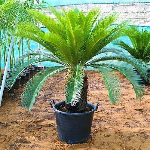 Cycas Revoluta, Sago Palm, outdoor – image 2