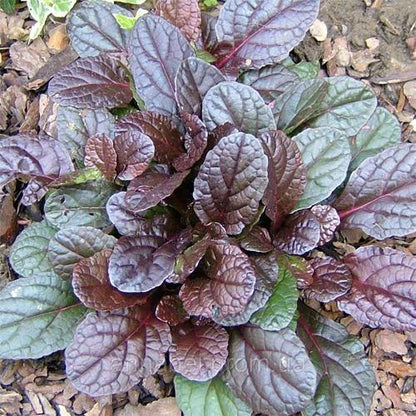 Ajuga Reptans, Bugleherb (small) – image 2