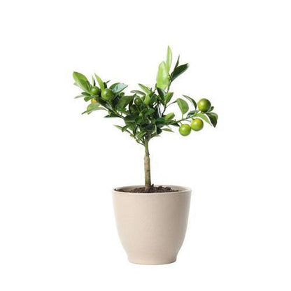 Citrus, Binzaheer, lime – image 7