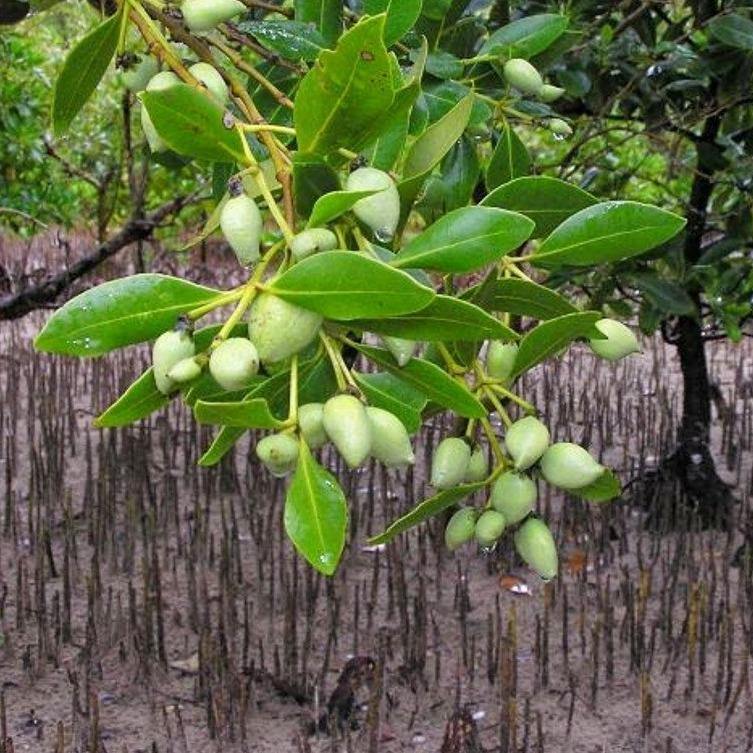 Avicennia Marina, Mangroves – image 3