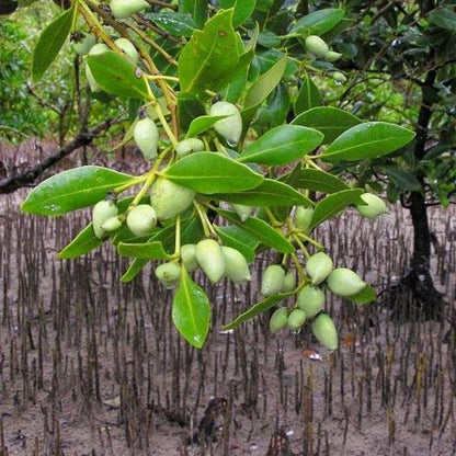 Avicennia Marina, Mangroves – image 3