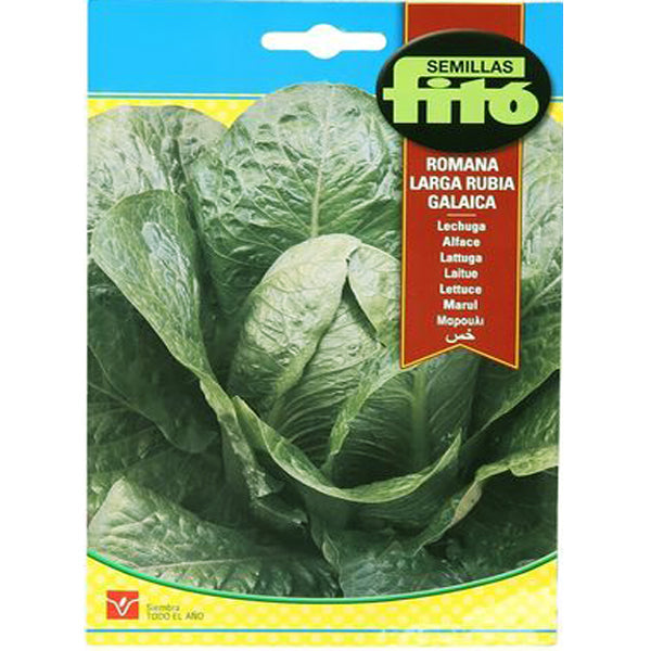 Lettuce Romana Larga Rubia Galacia Seeds – image 1