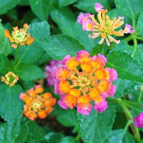 Lantana Camara, Pinkmound, West Indian Lantana – image 3