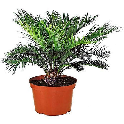 Cycas Revoluta, Sago Palm, outdoor – image 3