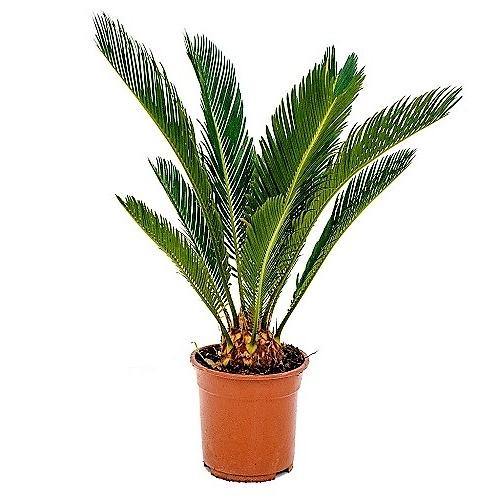 Cycas Revoluta, Sago Palm, outdoor – image 4