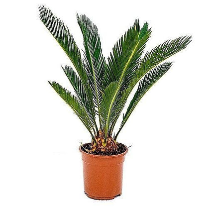 Cycas Revoluta, Sago Palm, outdoor – image 4