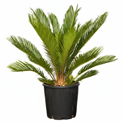 Cycas Circinalis, Queen Sago – image 2