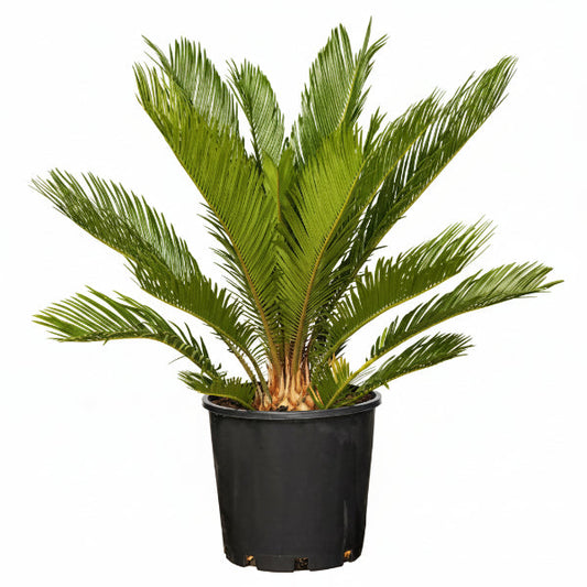 Cycas Circinalis, Queen Sago – image 2