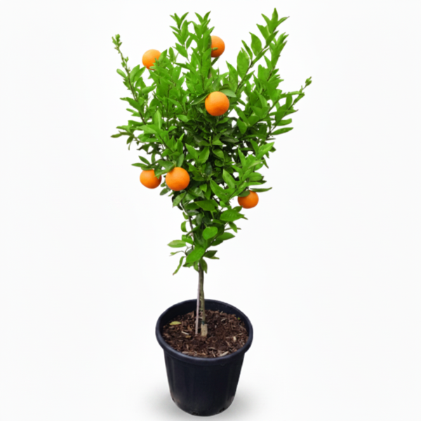 Mandarin Plant, Kinnow Orange tree – image 3