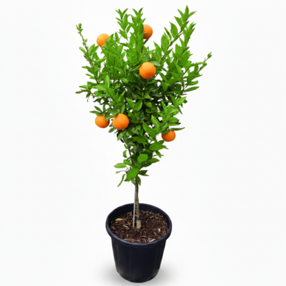 Mandarin Plant, Kinnow Orange tree – image 3