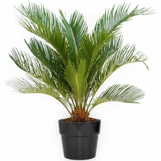 Cycas Circinalis, Queen Sago – image 1