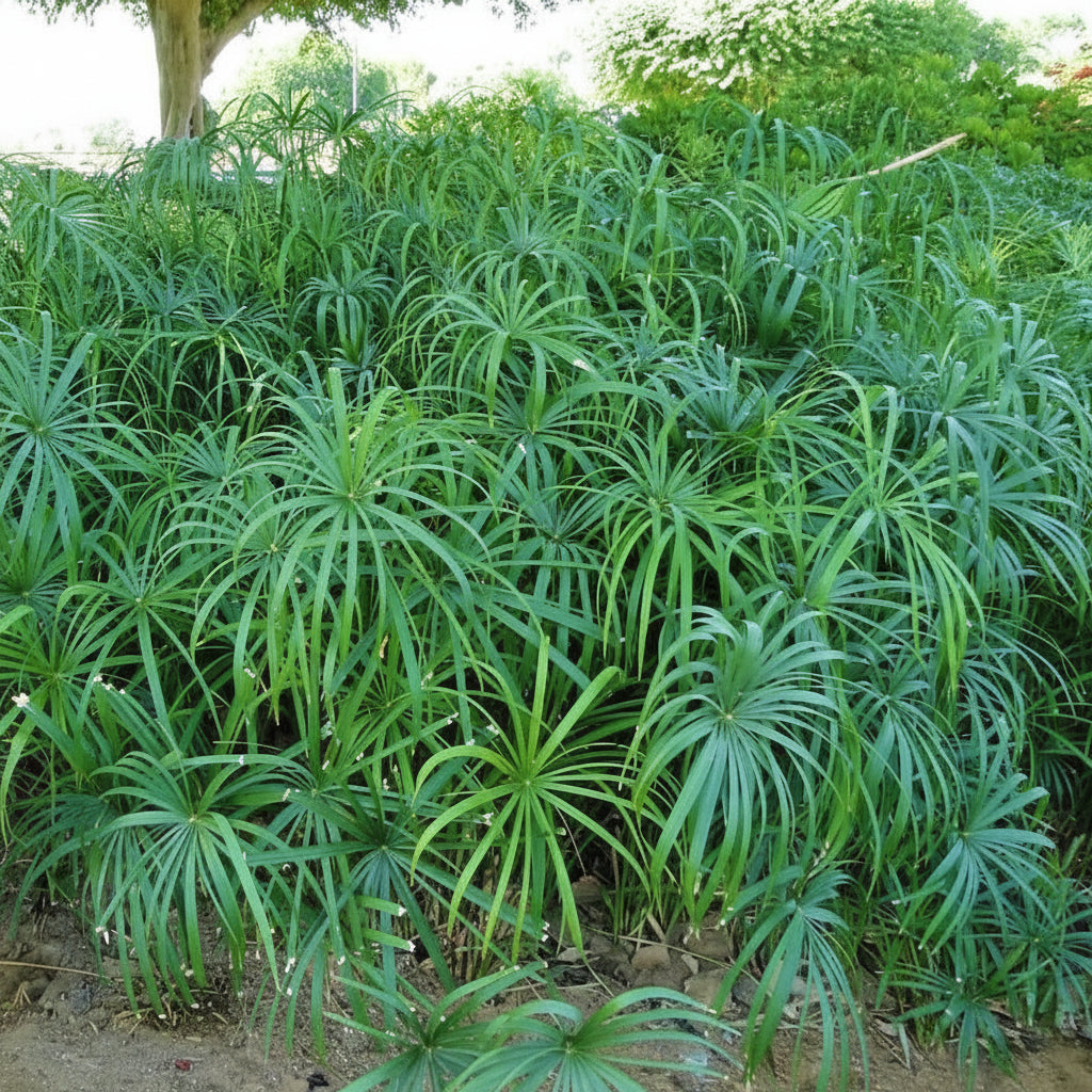 Cyperus Alternifolius, Umbrella Sedge – image 3
