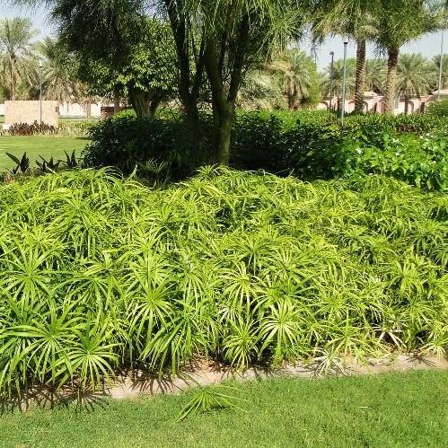 Cyperus Alternifolius, Umbrella Sedge – image 4