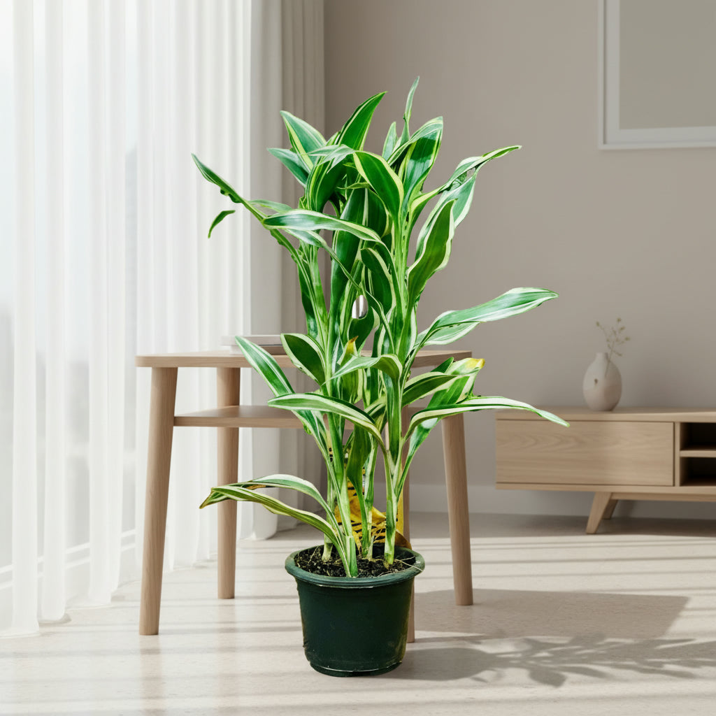 Dracaena Sanderiana - Ribbon Dracaena – Green Plants
