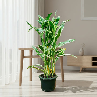 Dracaena Sanderiana - Ribbon Dracaena – Green Plants