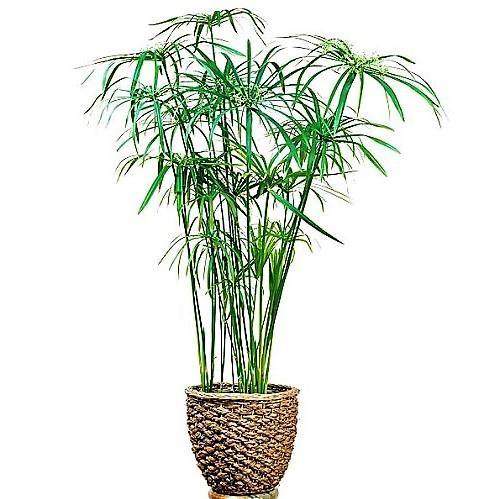 Cyperus Alternifolius, Umbrella Sedge – image 6