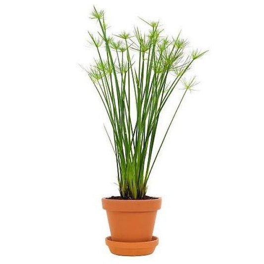 Cyperus Haspan, Dwarf Cyperus – image 2