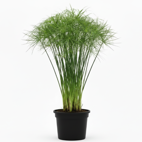 Cyperus Haspan, Dwarf Cyperus – image 1