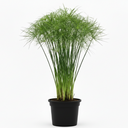 Cyperus Haspan, Dwarf Cyperus – image 1