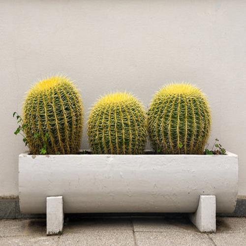 Echinocactus Grusonii, Golden Barrel Cactus, Ball Cactus – image 4
