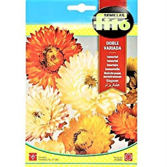 Helichrysum Monstruosum Double Mixed Seeds – image 2