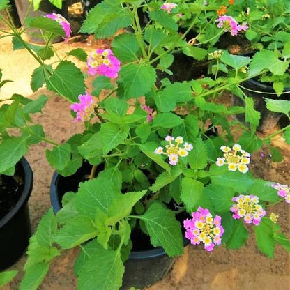 Lantana Camara, Pinkmound, West Indian Lantana – image 5