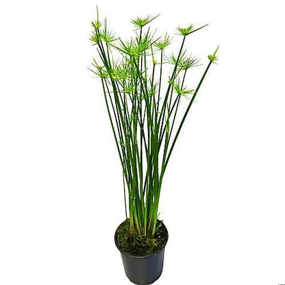 Cyperus Haspan, Dwarf Cyperus – image 3