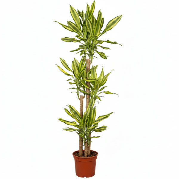 Dracaena Fragrans, Yellow Coast – image 1
