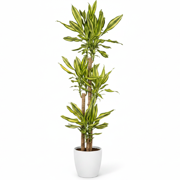 Dracaena Fragrans, Yellow Coast – image 6
