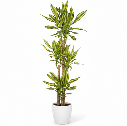 Dracaena Fragrans, Yellow Coast – image 6