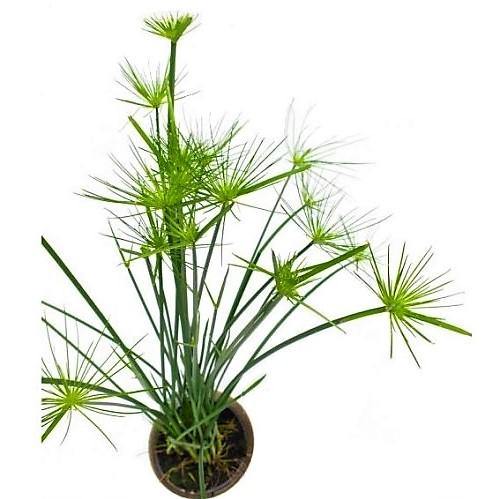 Cyperus Haspan, Dwarf Cyperus – image 4