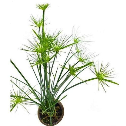Cyperus Haspan, Dwarf Cyperus – image 4
