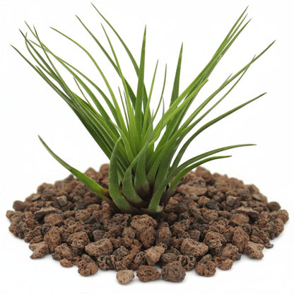 Air Plant, Tillandsia, – image 2