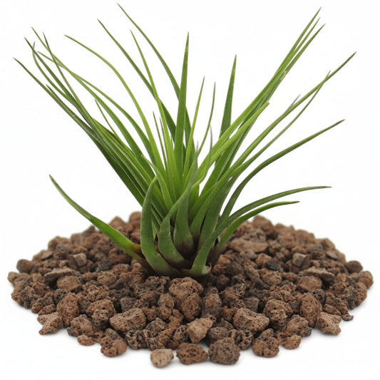 Air Plant, Tillandsia, – image 2