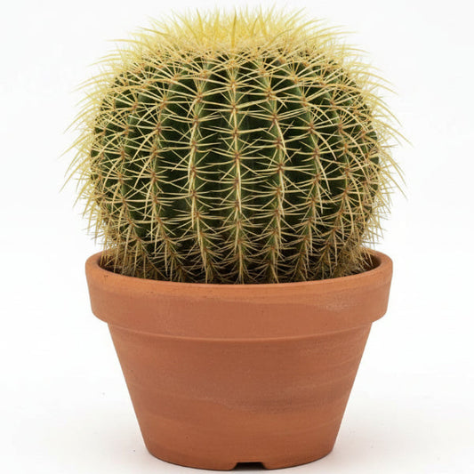 Echinocactus Grusonii, Golden Barrel Cactus, Ball Cactus – image 1