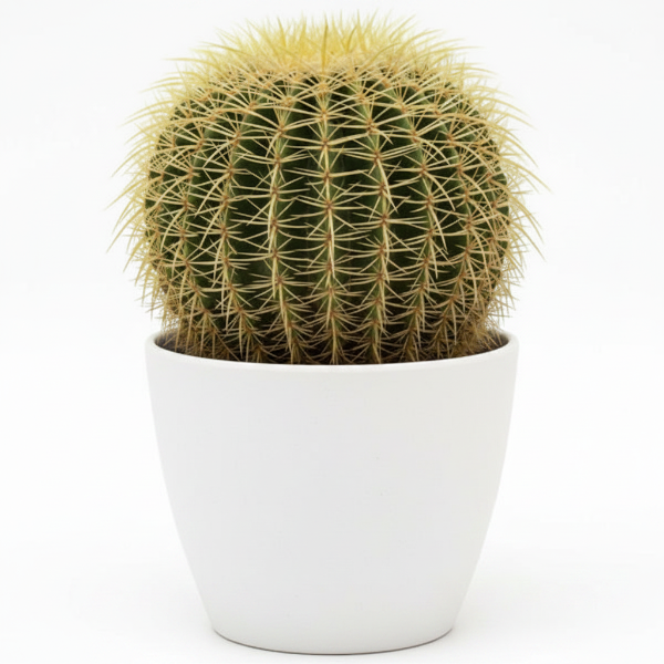 Echinocactus Grusonii, Golden Barrel Cactus, Ball Cactus – image 6