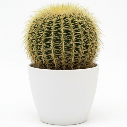 Echinocactus Grusonii, Golden Barrel Cactus, Ball Cactus – image 6