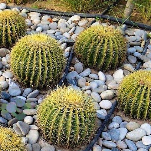 Echinocactus Grusonii, Golden Barrel Cactus, Ball Cactus – image 3