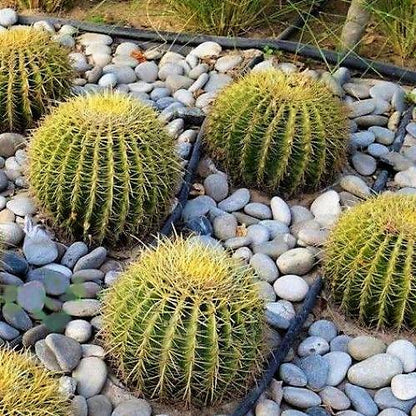 Echinocactus Grusonii, Golden Barrel Cactus, Ball Cactus – image 3