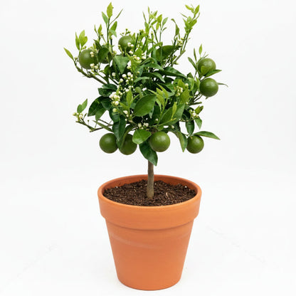 Citrus orange, Sinensis Spain – image 1