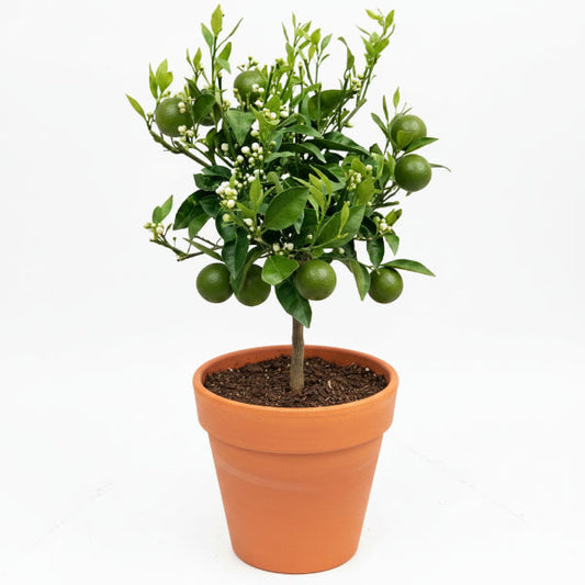 Citrus orange, Sinensis Spain – image 1
