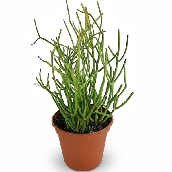 Euphorbia Tirucalli, Pencil Cactus – image 1