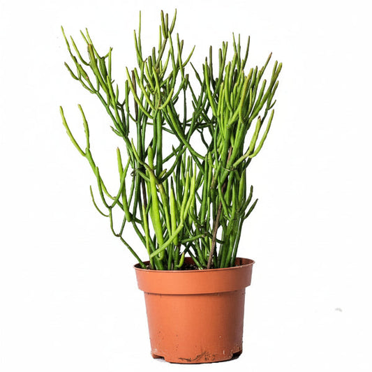 Euphorbia Tirucalli, Pencil Cactus – image 2