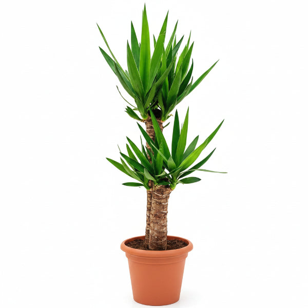 Yucca Elephantipes, Spineless Yucca, Giant Yucca – image 1