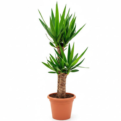 Yucca Elephantipes, Spineless Yucca, Giant Yucca – image 1