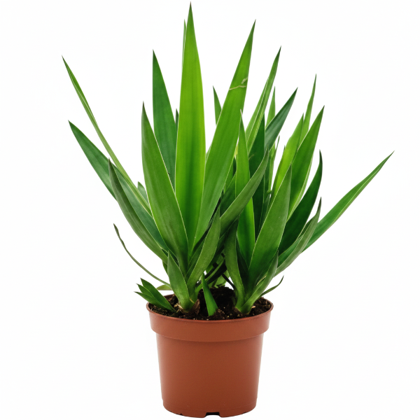 Yucca Elephantipes, Spineless Yucca, Giant Yucca – image 5