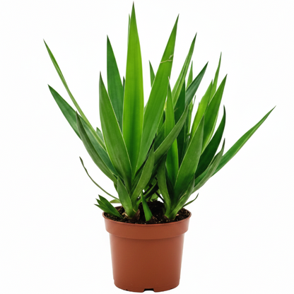 Yucca Elephantipes, Spineless Yucca, Giant Yucca – image 5