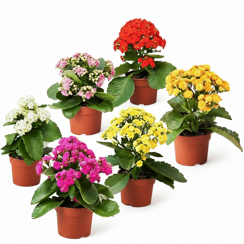 Kalanchoe blossifeldiana, Flaming Katy, Christmas , outdoor – image 3