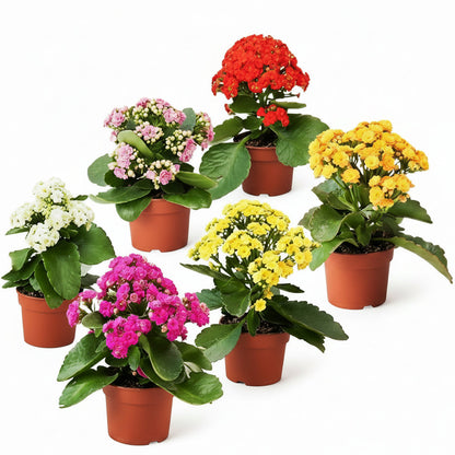 Kalanchoe blossifeldiana, Flaming Katy, Christmas , outdoor – image 3