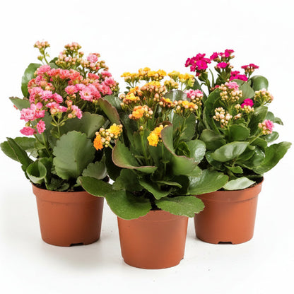 Kalanchoe blossifeldiana, Flaming Katy, Christmas , outdoor – image 1